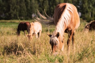 Suomenhevonen laitumella